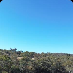 WARNING: This video contains the unfiltered sounds of Australia. Wind in the gums, birds in full gossip, and nature doing its thing.

High above the bush near Jindabyne, our drone takes a quiet glide… then dips low to reveal a curious sight: a pair of Undicloth boxer briefs and a singlet, gently swaying in a gum tree.

No, it’s not a mirage. Just our undies getting back to their roots.

We make @undiclothoriginal right here on Aussie soil, from fair-trade cotton to local hands, so don’t be surprised if they feel at home among the eucalypts.

Nature-made. Aussie-made. Made to breathe.

#undicloth #australia #madeinaustralia #fashion #slowfashion